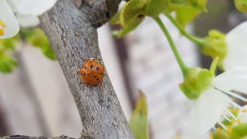 Close-up of ladybug on plant