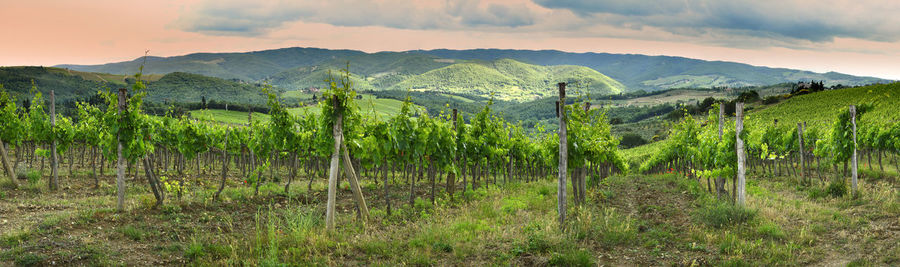 Scenic view of vineyard against sky