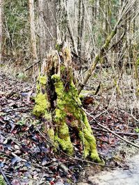 Moss growing on tree trunk in forest