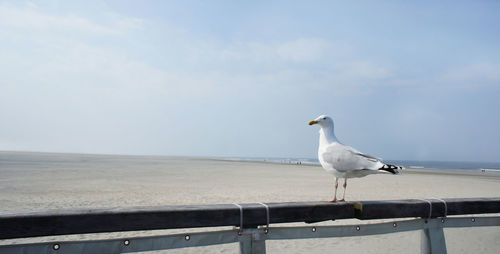 Seagull perching on railing at beach against sky during sunny day