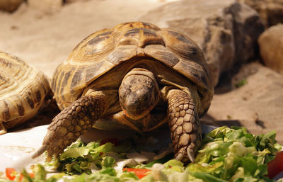 Close-up of turtle