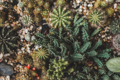 High angle view of succulent plant on field