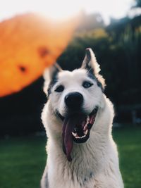 Close-up portrait of a dog on field