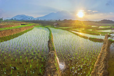 Morning view with beautiful rice fields reflecting the sky and the morning sun between the mountains