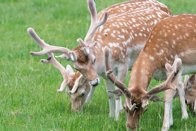 Fallow deer  bucks grazing in a meadow