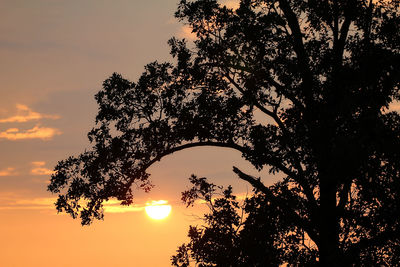 Low angle view of silhouette trees against sky during sunset