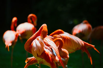 Close-up of flamingo preening feathers