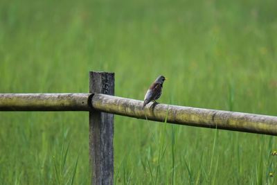 Bird perching on wooden post