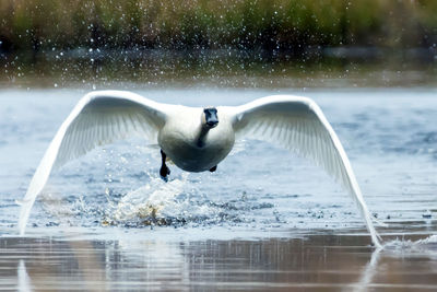 Close-up of swan flying water