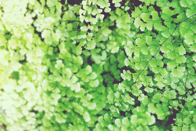 Full frame shot of fresh green plants