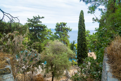 Cactus plants and trees against sky