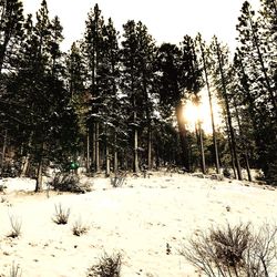 Trees against sky during winter