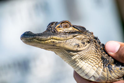 Close-up of cropped hand holding young crocodile