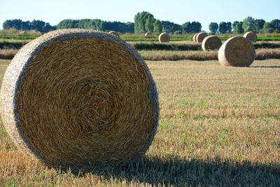 Hay bales on field