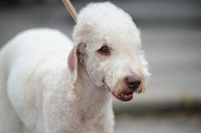 Close-up portrait of a dog