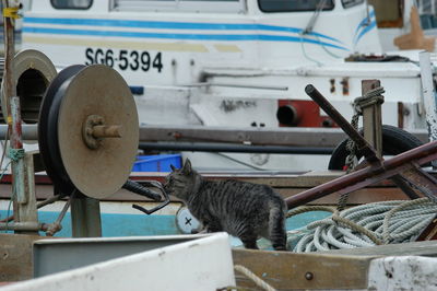 Close-up of a cat on boat