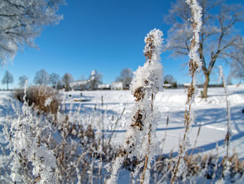 Close-up of snow covered plants against sky