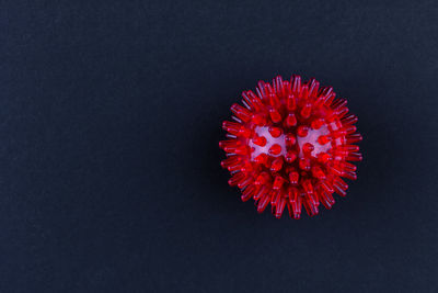 Close-up of red flower against black background