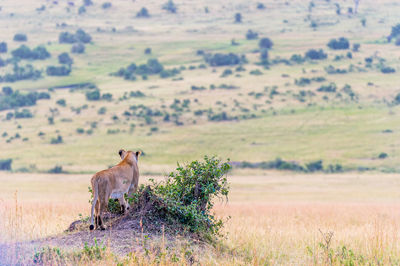 Scenic view of a lioness in savannah