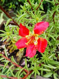 Close-up of water drops on red flower