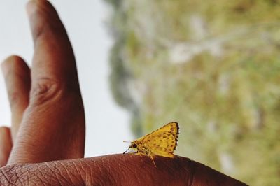 Close-up of hand holding butterfly