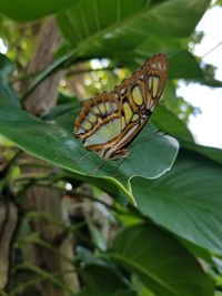 Close-up of butterfly on leaf