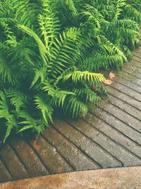 High angle view of wet leaf on footpath