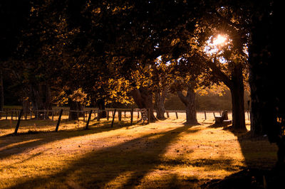 Trees on field in park