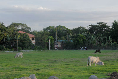 Cows grazing on field against sky