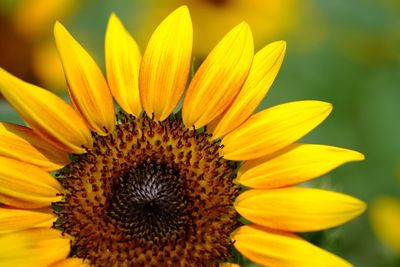 Close-up of sunflower blooming outdoors