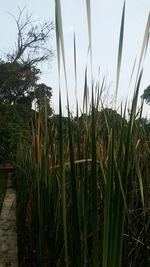 Close-up of plants growing on field