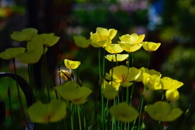 Close-up of yellow flowering plants