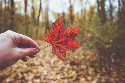 Close-up of woman hand holding maple leaf against forest