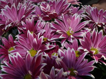 Close-up of pink flowering plants