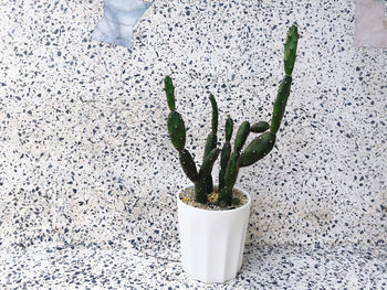 Close-up of potted plant against white wall