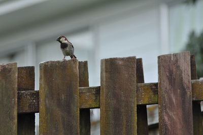 Close-up of bird perching on wood at cemetery