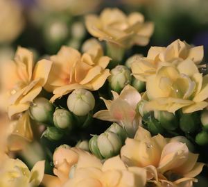 Close-up of flowering plant