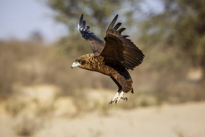 Close-up of bird