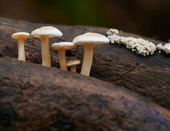 Close-up of mushroom growing on land