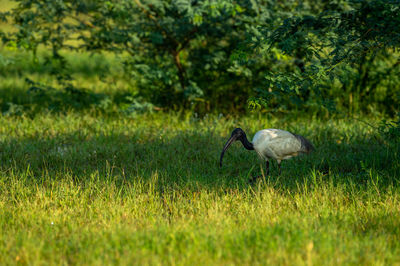 Side view of a bird on field