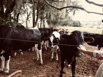 Cows standing in a row