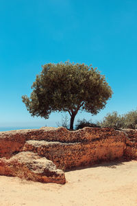 Tree on sand against clear blue sky