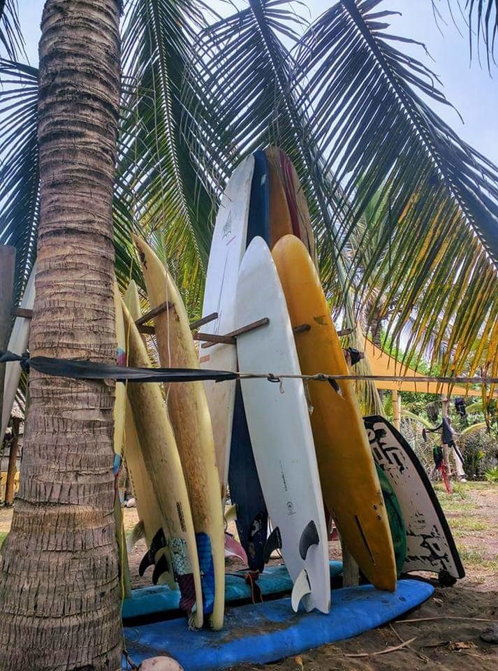 palm tree, day, no people, plant, nature, tree, tropical climate, land, outdoors, built structure, beach, growth, wood - material, metal, sky, still life, sunlight, yellow, architecture, hanging, coconut palm tree, palm leaf