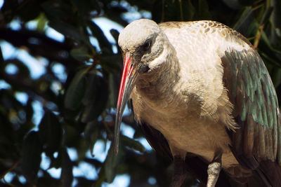 Close-up of bird perching on branch