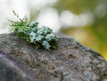 Close-up of plant