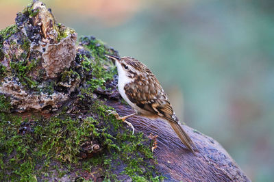 Close-up of bird perching on tree