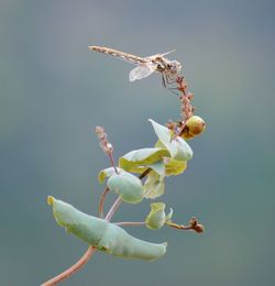 Close-up of flowers blooming outdoors