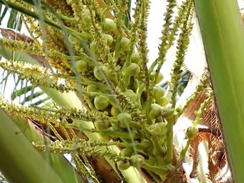 Close-up of succulent plant