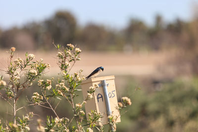 Close-up of bird perching by plant