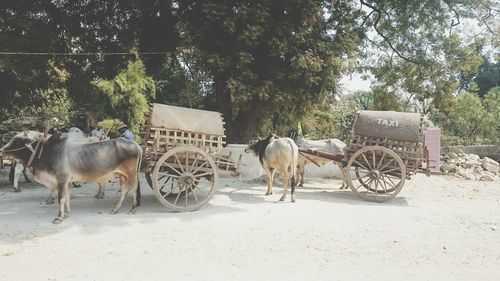 Horse cart on country road